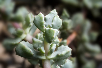 Succulent