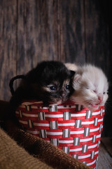 Three  kittens  in basket on wooden bacground