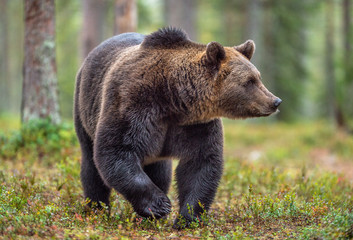 Fototapeta na wymiar Brown bear in the autumn forest. Scientific name: Ursus arctos. Natural habitat.