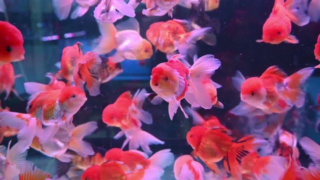 4K Group of goldfish swim in glass fish tank