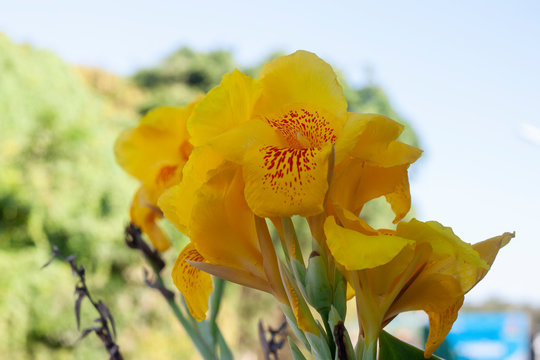 Fresh yellow canna lilly flower on nature background.