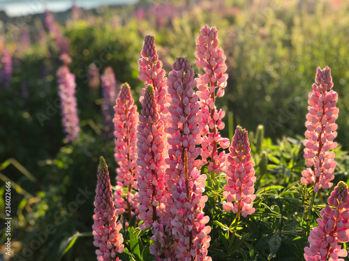 Beautiful Lupin Flowers In Lake Tekapo Pink Purple White