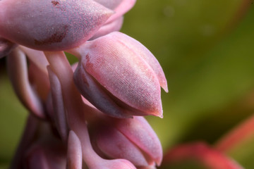 Succulent's flowers