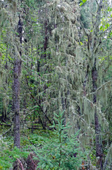 Naklejka premium Lichen and moss