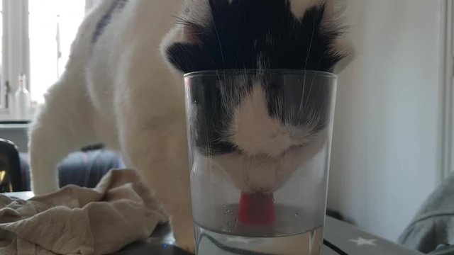 Cat Drinking Water in a Funny Way from Pint Glass