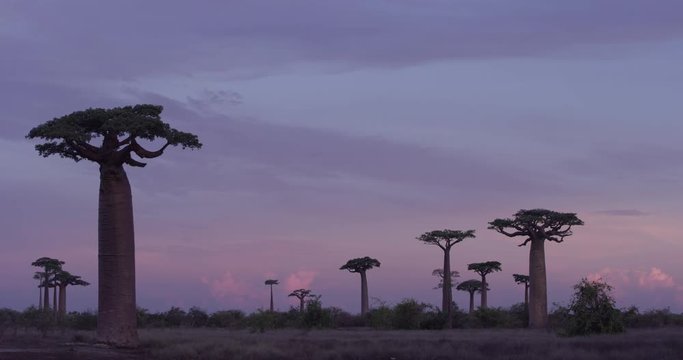 Sunset over baobab trees in Madagascar, wide