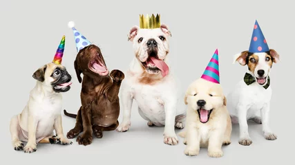 Poster Group of puppies celebrating new year together © Rawpixel.com