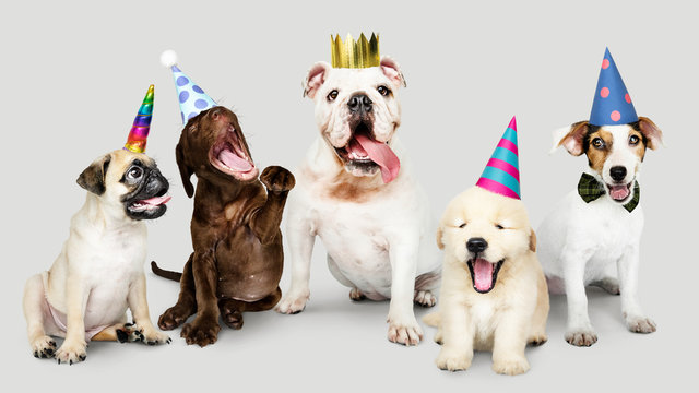 Group of puppies celebrating new year together