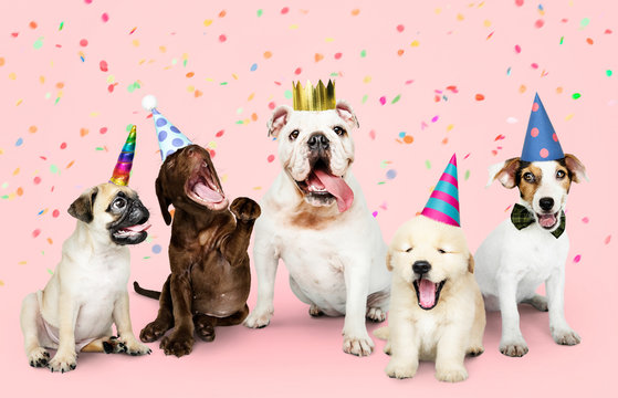 Happy Birthday Puppy Images – Browse 18,849 Stock Photos, Vectors, and  Video | Adobe Stock