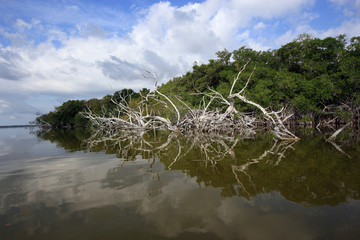 Mangrove snags reflected in the calm waters of West Lake in Everglades National Park, Florida.