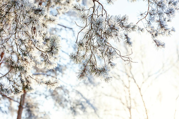 Frosty pine tree branch in snowy forest, cold weather sunny morning. Tranquil winter nature in sunlight. Inspirational natural winter garden or park. Peaceful cool ecology nature landscape background