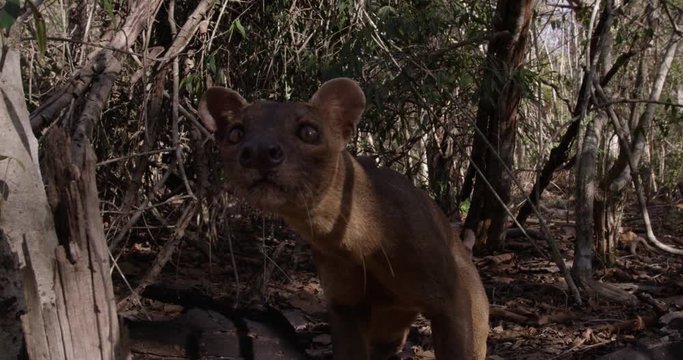 Slow motion, curious fossa in wild