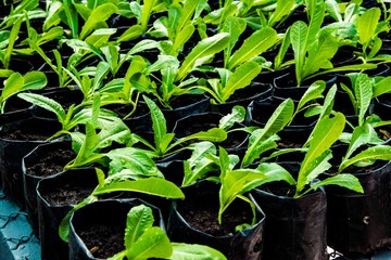 young plant in the garden