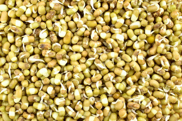 top view of fresh green moong sprouts