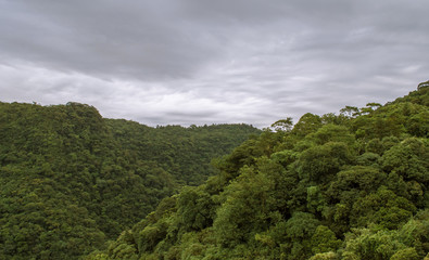 Fototapeta na wymiar View of a tropical forest on a cloudy day
