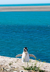 Obraz premium penguin coming back from the sea