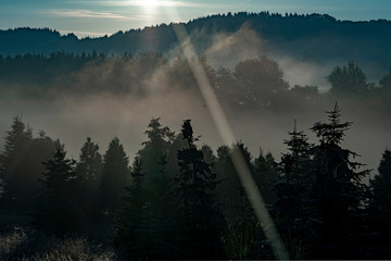 Lichtstrahl und Nebelschwaden in Baumkronen bei Sonnenaufgang