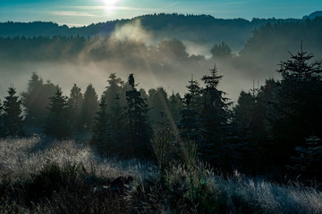 Lichtstrahl und Nebelschwaden in Baumkronen bei Sonnenaufgang