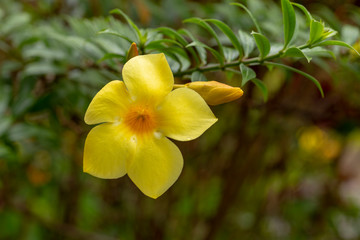 Obraz na płótnie Canvas Yellow Golden Trumpet flower