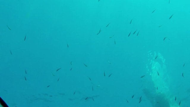 a foil windsurf board viewed from underwater near a fish shoal.mp4