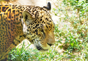 Fototapeta na wymiar Jaguar against a nature background