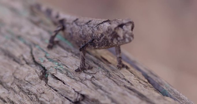 Brown chameleon in Madagascar, close up