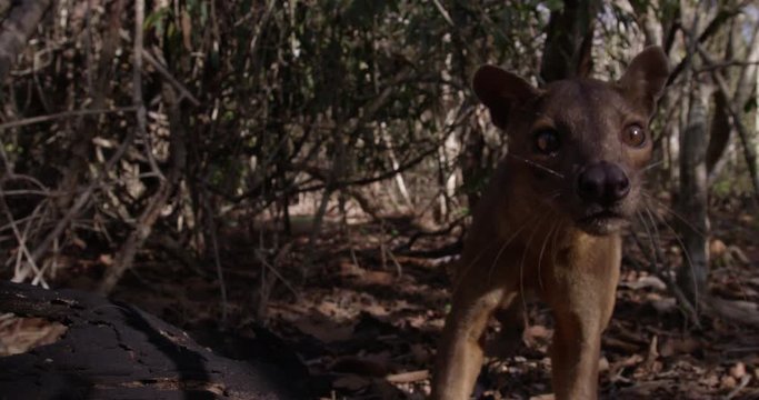 Slow motion close up, young fossa in Madagascar