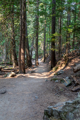 Path in forest