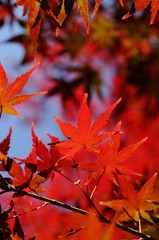 紅葉のグラデーション
