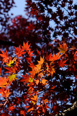 紅葉のグラデーション