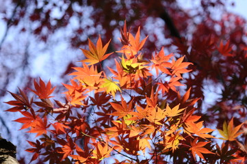 紅葉のグラデーション