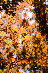 紅葉のグラデーション