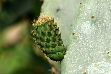 variedades, rosas, gatos, paisajes, flores