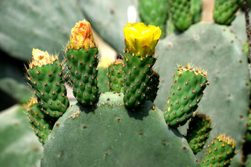 variedades, rosas, gatos, paisajes, flores