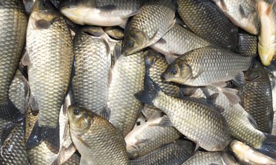 close up on live carp fish for sale