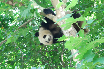 young panda climbing up and playing on the tree