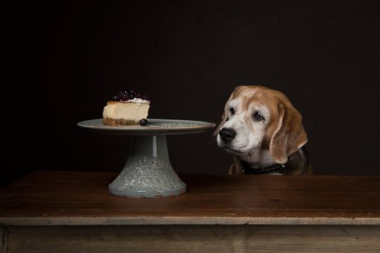 Dog with cake