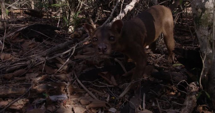Slow motion close up, fossa in Madagascar