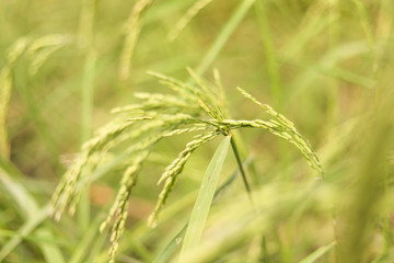 Fototapeta premium rice plant ต้นข้าว