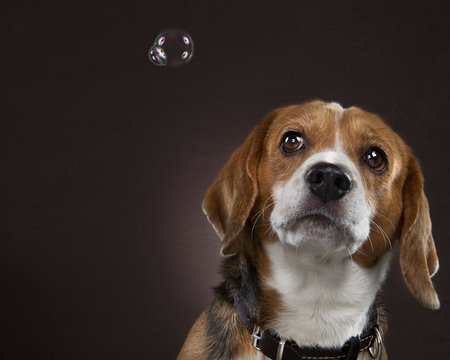 Dog with Soap bubble