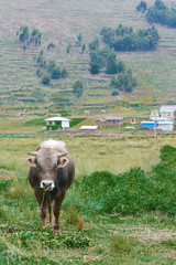 Bull on the meadow. Rural landscape in the background.