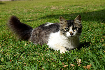 variedades, rosas, gatos, paisajes, flores