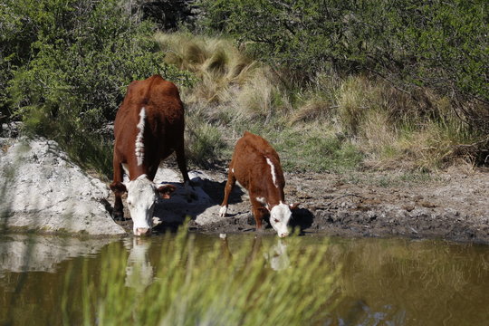 vacas y ternero tomando agua 