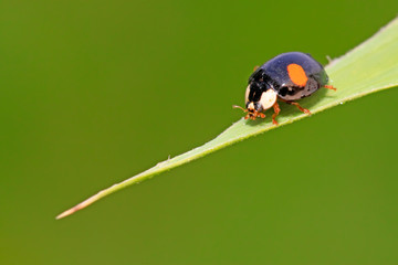 Ladybug