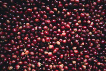 Red cherry coffee beans Arabica In nature