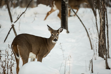 wild white tail