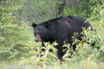 Naklejka premium Black bear in Jasper National Park