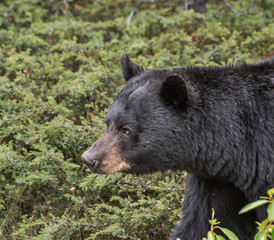 Black bear in Jasper National Park
