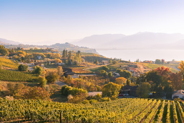 Fototapeta premium Autumn sunset view of Naramata Bench vineyards, Okanagan Lake, and distant mountains
