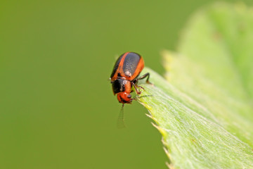 beetle in green grass